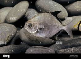 Image result for Trachinotus falcatus