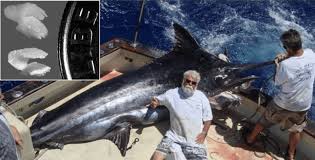 Image result for Makaira nigricans