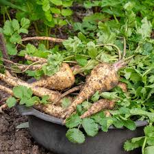 Image result for Pastinake