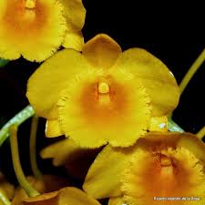 Attēlu rezultāti vaicājumam “Chrysotoxum sp.”