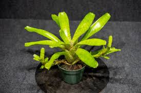 Image result for Dendroica tigrina