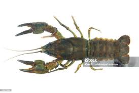 Attēlu rezultāti vaicājumam “Astacus astacus”