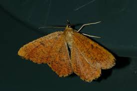 Attēlu rezultāti vaicājumam “Angerona prunaria”