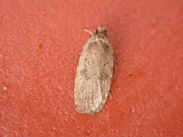 Attēlu rezultāti vaicājumam “Agonopterix ciliella”