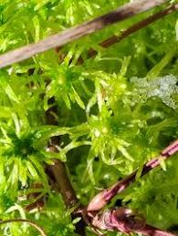 Attēlu rezultāti vaicājumam “Sphagnum fimbriatum”