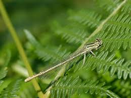 Attēlu rezultāti vaicājumam “Platycnemis pennipes”