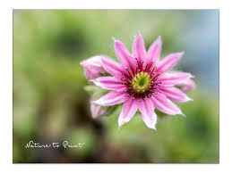 Image result for echtes Hauswurz