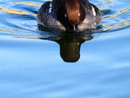 Attēlu rezultāti vaicājumam “Bucephala clangula female”