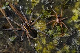 Attēlu rezultāti vaicājumam “Dolomedes fimbriatus”