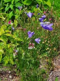Attēlu rezultāti vaicājumam “Campanula rotundifolia leaf”
