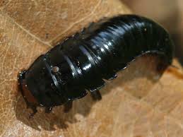 Attēlu rezultāti vaicājumam “Silpha obscura larva”