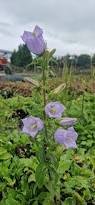 Image result for Campanula medium
