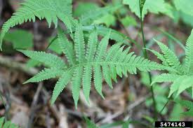 Attēlu rezultāti vaicājumam “Phegopteris connectilis”