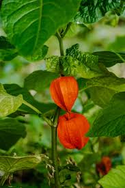 Attēlu rezultāti vaicājumam “Physalis alkekengi flower”