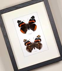 Attēlu rezultāti vaicājumam “Vanessa atalanta underside”