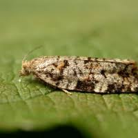 Attēlu rezultāti vaicājumam “Dichelia histrionana”