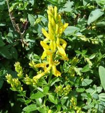 Image result for Genista tinctoria