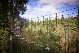 Image result for Go Ape! Dalby