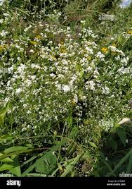Attēlu rezultāti vaicājumam “Galium rivale flower”