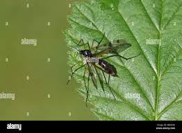 Attēlu rezultāti vaicājumam “Ptychoptera sp.”