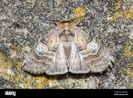 Attēlu rezultāti vaicājumam “Diloba caeruleocephala”