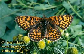 Attēlu rezultāti vaicājumam “Mellicta athalia”