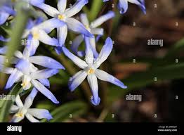 Attēlu rezultāti vaicājumam “Scilla luciliae”