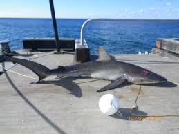 Image result for Carcharhinus obscurus