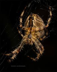 Attēlu rezultāti vaicājumam “Araneus diadematus”