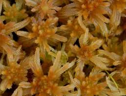 Attēlu rezultāti vaicājumam “Sphagnum tenellum”