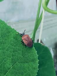 Attēlu rezultāti vaicājumam “Heteroptera”