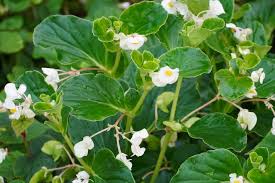 Image result for Begonia cucullata var. Hookeri