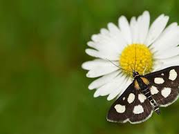 Attēlu rezultāti vaicājumam “Anania funebris”