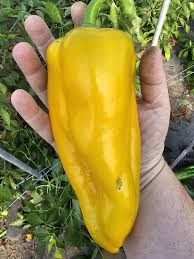 Afbeeldingsresultaat voor topepo giallo sweet pepper