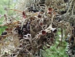 Attēlu rezultāti vaicājumam “Evernia prunastri”