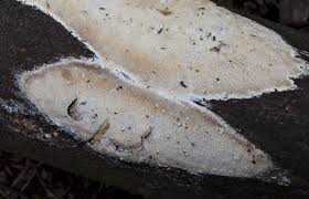 Attēlu rezultāti vaicājumam “Cinereomyces lindbladii”