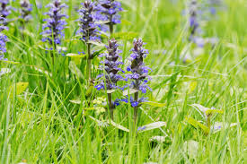 Attēlu rezultāti vaicājumam “Ajuga genevensis flower”