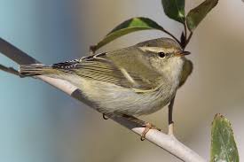 Image result for Phylloscopus humei