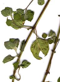 Attēlu rezultāti vaicājumam “Mentha x verticillata leaf”