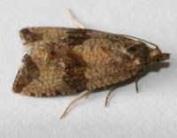 Attēlu rezultāti vaicājumam “Celypha striana”