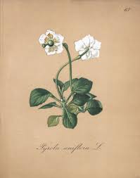 Attēlu rezultāti vaicājumam “Moneses uniflora bud”