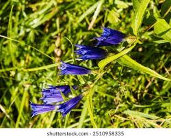 Attēlu rezultāti vaicājumam “Gentiana pneumonanthe leaf”