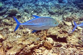 Image result for Caranx lugubris