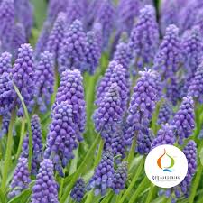 Attēlu rezultāti vaicājumam “Muscari armeniacum”