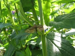 Attēlu rezultāti vaicājumam “Eupithecia sinuosaria”