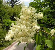 Attēlu rezultāti vaicājumam “Syringa reticulata subsp. amurensis leaf”
