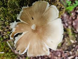 Attēlu rezultāti vaicājumam “Diderma ochraceum sessile”