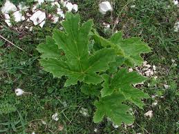 Image result for Heracleum sphondylium