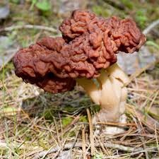 Attēlu rezultāti vaicājumam “Gyromitra esculenta”