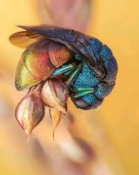 Attēlu rezultāti vaicājumam “Hedychrum sp.”